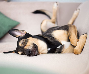 In welcher Position schläft Ihr Hund am liebsten?