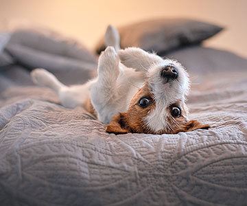 What does your dog need for a good night's sleep? 