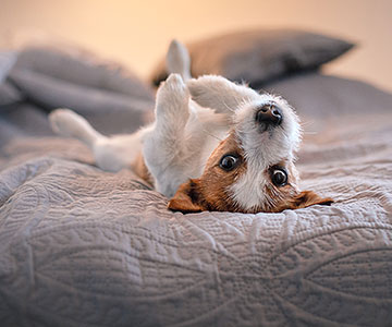 Was braucht Ihr Hund für einen guten Schlaf? 