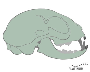 There are three categories of cat teeth: incisors, canines and molars. Adult cats have an average of 30 teeth.