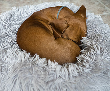 In welcher Position schläft Ihr Hund am liebsten?