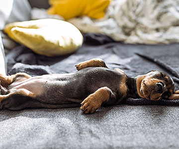 In welcher Position schläft Ihr Hund am liebsten?