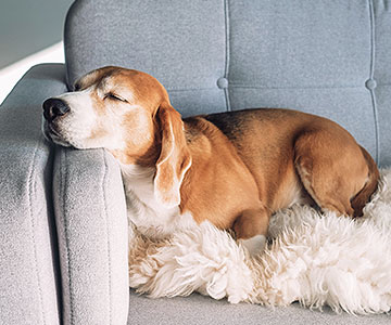 In welcher Position schläft Ihr Hund am liebsten?