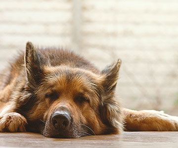 In welcher Position schläft Ihr Hund am liebsten?