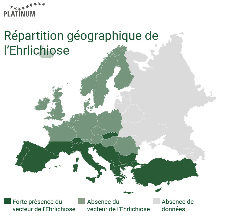 L'ehrlichiose est une maladie qui peut être transmise au chien par les tiques.