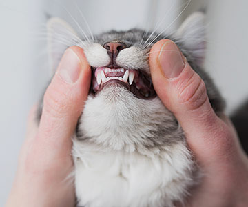 Contrôle régulier de la dentition des chats