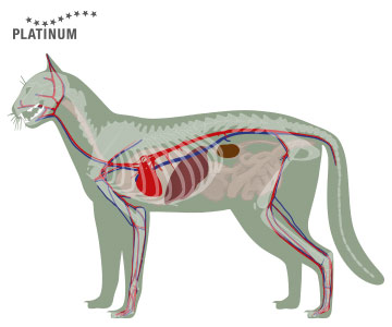 Periodontitis in cats