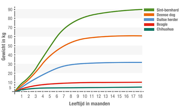 hiërarchie Verbeelding Snel De groei