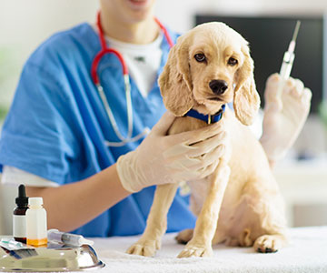 Hundewelpen rechtzeitig impfen lassen