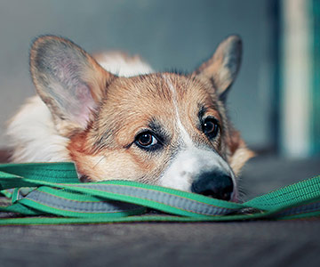 Deze hond wil niet gaan wandelen maar gaat liggen