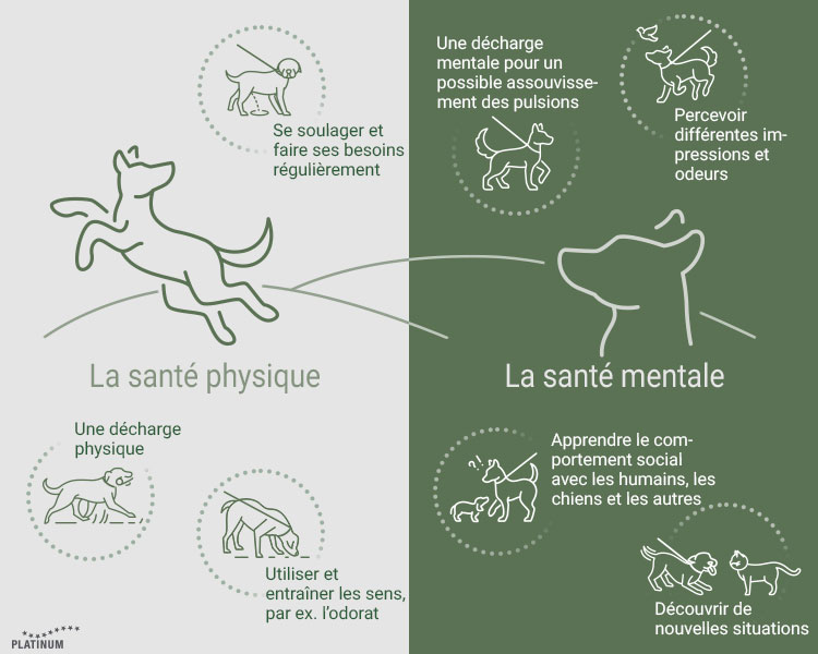 Les promenades sont importantes pour la santé du chien Raisons pour lesquelles il faut régulièrement promener son chien