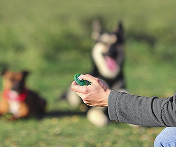 Hundetraining mit Clicker und Leckerlis oder Snacks aus Fleischsaftgarung