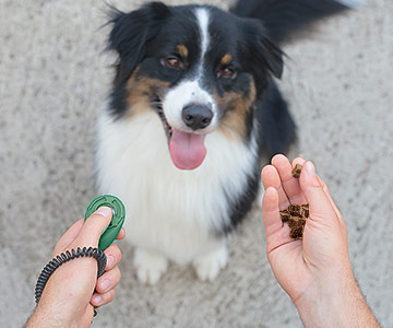 Récompenser le chien avec des friandises lors du clicker training