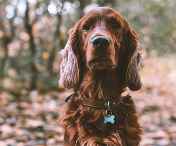 Was brauche ich für Unterlagen, um meinen Hund anzumelden? Die genauen Informationen zur Hundesteuer obliegen der zuständigen Gemeinde.
