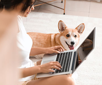 Die Hundesteuer ist in (Groß-)Städten meist teurer als auf dem Land und der zweite oder dritte Hund kostet mehr als der erste. Wo und bis wann muss man seinen Hund mit welchen Unterlagen anmelden?