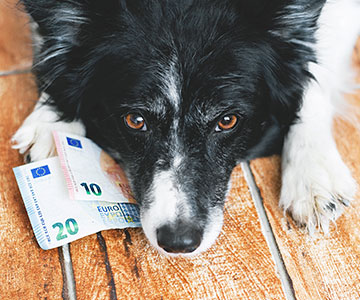 In ganz Deutschland kommt die Hundesteuer auf die Besitzer zu, allerdings in ganz unterschiedlichem Ausmaß