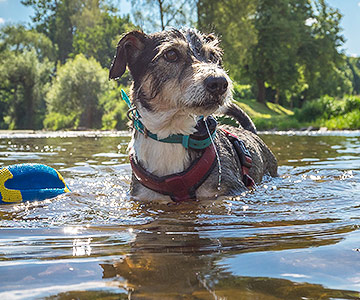 Geeignete Badeseen in Deutschland für Hunde