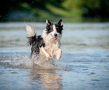Habituer progressivement le chien à l'eau Travailler par petites étapes