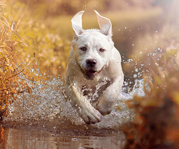 De nombreux chiens aiment l'eau 