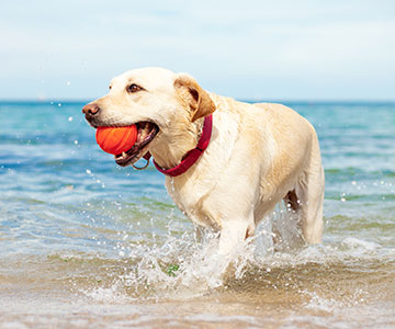 playing in the water