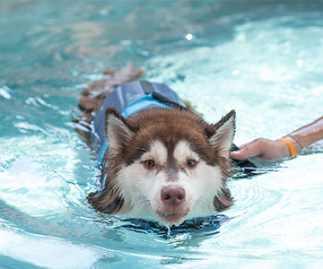 Zwemtraining met honden