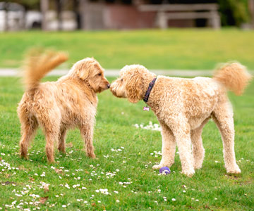 Le frétillement de la queue comme signal du langage corporel chez le chien