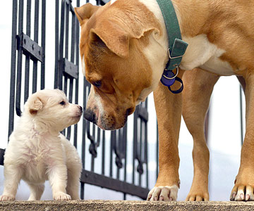 Mythos zum Welpenschutz bei Hunden