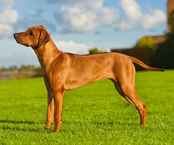 Hund mit selbstbewusster und fokussierter Körperhaltung