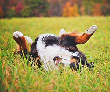 Hund, der sich im Gras auf dem Rücken hin- und herwälzt