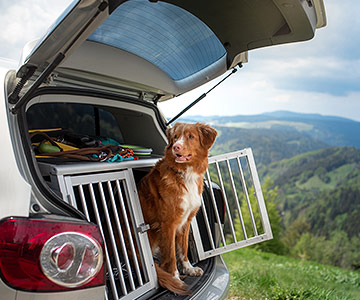 Le voyage avec le chien