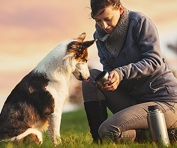 Checklist voor op vakantie met een hond