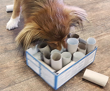 Hund sucht nach Hundetrockenfutter oder Leckerlis in der Kiste