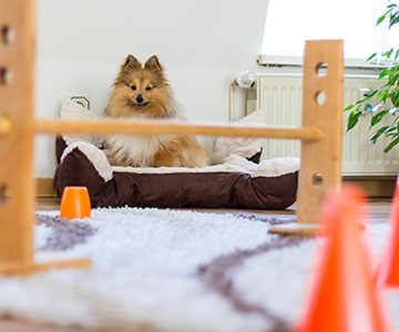Mettre en place un parcours d'obstacles à l'intérieur Mettre en place une course d'obstacles pour chiens à l'intérieur