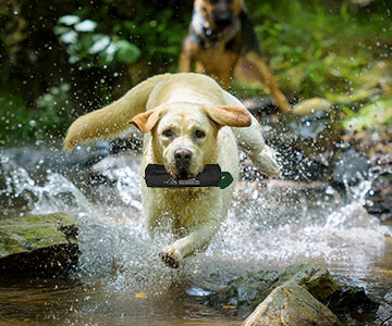 Faire rapporter le chien autrement Rapporter à travers un ruisseau avec un sac à dummy et des friandises pour chiens