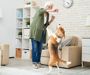 Le dog dancing apporte de la joie au chien et à l'homme Enchaîner différents ordres pour le chien