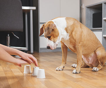 Hütchenspiel mit Hund und Hundefutter oder Hundeleckerlis versteckt unter Bechern