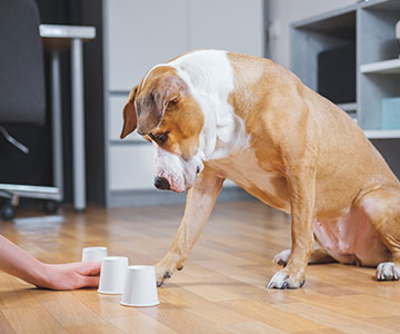 Hund zeigt an wo sich Leckerli versteckt