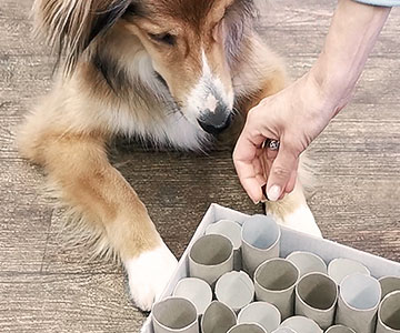 Jouets pour chiens faits maison à partir d'une caisse, de friandises pour chiens et de rouleaux de papier toilette