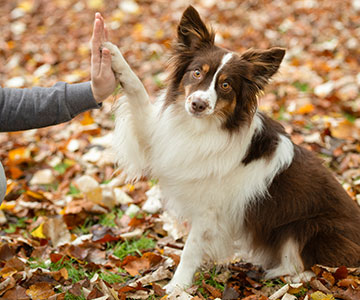 Entraînement du chien à l'extérieur