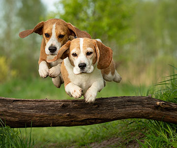 Agility en forêt et dans les prés avec des chiens Entraîner les chiens à l'extérieur et les récompenser avec des friandises pour chiens