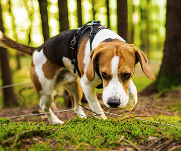 Hund Leckerlis im Wald suchen lassen