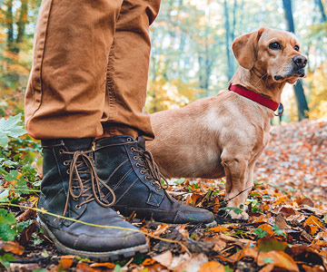 Wandern im Wald mit Hund