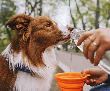 Dem Hund bei Pausen Wasser und ggf Hundefutter anbieten