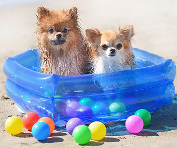 Hundespielzeug im Bällebad suchen lassen