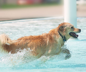 Angenehme Abkühlung für den Hund im Wasser