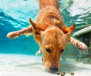 Hond duikt naar hondensnoepjes of droog hondenvoer