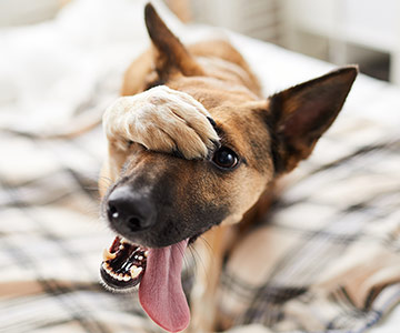 Wer haftet im Schadensfall? Eine Haftpflichtversicherung für Hunde abschließen?