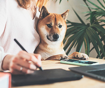 Melden Sie Ihren Hund bei der Gemeinde an Hund anmelden