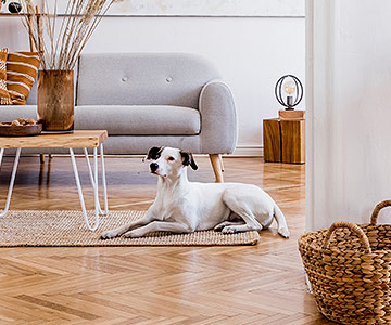 Was muss ich als Mieter mit Hund wissen? Welche Rechte und Pflichten habe ich als Mieter mit Hund?