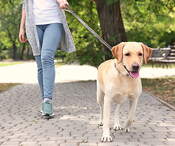 Wo muss der Hund an die Leine genommen werden?